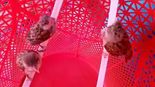 My eye is on the sparrow. 　Sparrows are eating foods from my hand 手から餌を食む雀