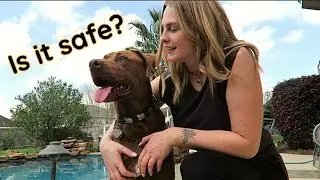 Dog Walking During the PANDEMIC? 🐕 My Thoughts