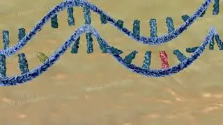 Covid-19, mutations du nouveau coronavirus et nouveaux variants