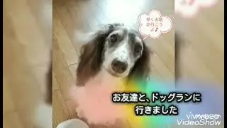 さぶろうじいちゃん、久しぶりに、お友達のダックスと、ドッグランで走りました。