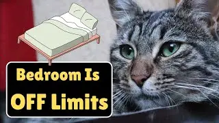 Cat OFF The Bed! (WHAT’S NEXT?)