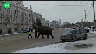 Екатеринбургдаги циркдан филлар қочиб кетишди