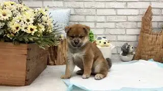 Red Shiba Inu - Dingo