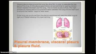 Powerpoint Video
