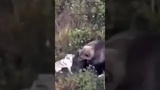 Собака и медведи😳