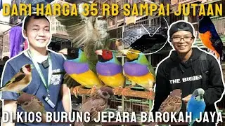 CARI BURUNG KICAU & HIAS MULAI DR 35 RB SAMPAI HARGA JUTA'AN ADA DI SINI || KIOS JEPARA BAROKAH JAYA