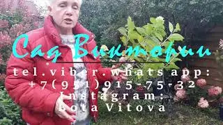 Поздняя осенняя посадка метельчатой гортензии ОКС(голый корень) и ЗКС. Сроки, правила и тонкости.