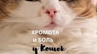 Хромота и боль у кошек