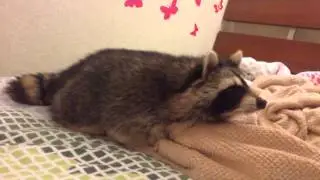 Енот трахает плед