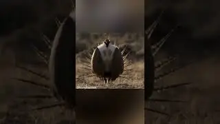 Шалфейный тетерев