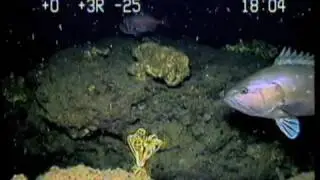 Snowy Grouper