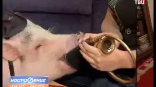 Настроение - Домашняя экзотика