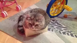 вот так живёт Аиша Аиша