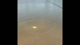 КАРП ТАКОГО РАЗМЕРА НЕ ВСЕГДА ПОЙМАЕШЬ
