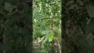 Python snake Climbing tree #shorts #python #snake