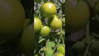 Ripening Tomatoes! 