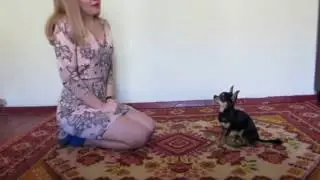 Clever mini dog presents tricks! Chihuahua