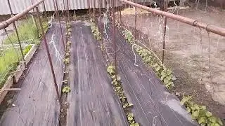 Агроткань от сорняков. Чистый огород.
