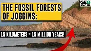 The Fossil Forests of Joggins: How a Quest for Coal Shaped Paleontology