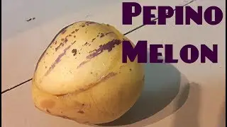 RIPE Pepino Melon Review - Weird Fruit Explorer - Ep 203
