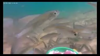 класс 12 Подводная видеосъёмка с рыбками и музыкой, посмотрим на реакция рыб
