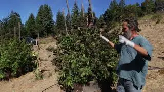 PURPLE ZACATECAS - MEXICAN   10/20/24