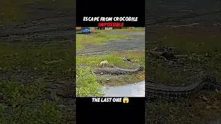 No Animal Escapes Crocodiles... Except the Impala! 
