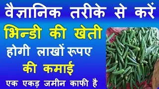 वैज्ञानिक तरीके से करें भिन्डी की खेती होगी लाखों रूपए की कमाई | Bhindi Ki Unnat Kheti | Ladyfinger