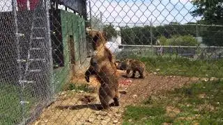 Kodiak bear feeding at Space Farm NJ-2
