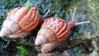 Why Snails Love Rain! 😲 Amazing Macro Close-Up