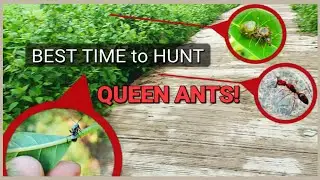 How to CATCH Queen Ants (different species) | D colony