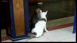 Our Cute Pets - Monkey + Cat = ?
