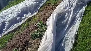 Ночь прошла без заморозков +2 Погода нас держит в тонусе Расслабиться некогда.