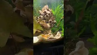 Лампрологусы мультифасциатусы