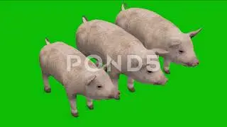 Pigs Idling Green Screen Animation