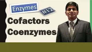 Cofactors and Coenzymes: Enzymology:  biochemistry