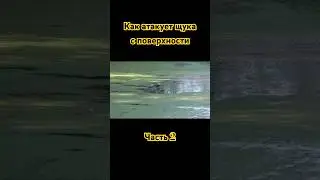 ✅Как атакует щука. Часть 2. #рекомендации #рыбалка #топ #fishing