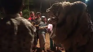 Tiga Macan Madura nenek ini berani banget main bersama macan
