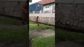 Senang aje akak bomba ni jinakkan ular!