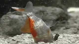 Conus monachus - geographus,conus,connus bandanus,conus venom,conus feeding,conus eating fish