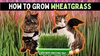 How to Grow Wheatgrass (Cat Grass) at Home — Easy DIY Guide!