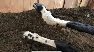 Вывих ноги у овцы 🐑 . Прессуем сено 🚜