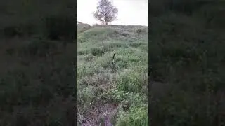 Сотницьке Петриківський район Петриківка