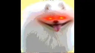 White Dog Becoming Happy Meme