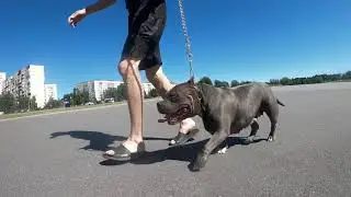 American bully Циля