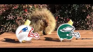 Teddy Bear the Porcupine Predicts Super Bowl 52