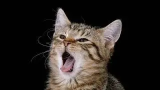 Les plus belles photos de chatons du monde