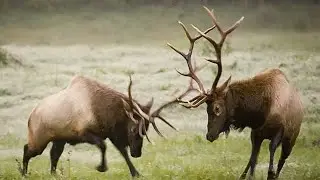 Sambar Deer Animal Natural Life of Sambar Deer Animals