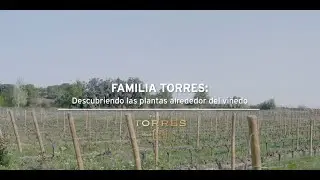 DESCUBRIENDO LAS PLANTAS ALREDEDOR DEL VIÑEDO