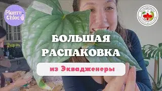 ОГРОМНАЯ РАСПАКОВКА ИЗ ЭКВАДОРА  Planty Chloe